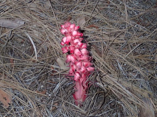 iNaturalist observation photo of Snowplant