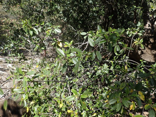 iNaturalist observation photo of coffeeberry