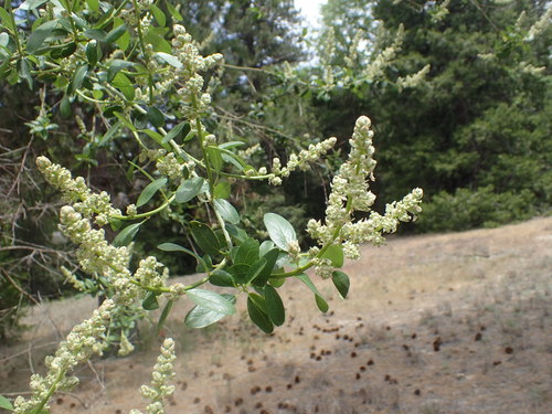 iNaturalist observation photo of Palmer ceanothus