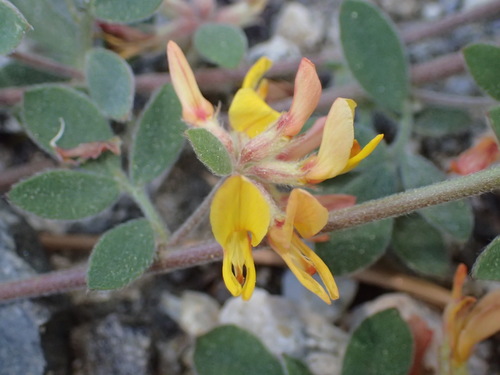 iNaturalist observation photo of Sierra Lotus