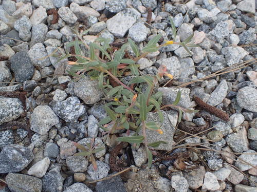 iNaturalist observation photo of Suncups