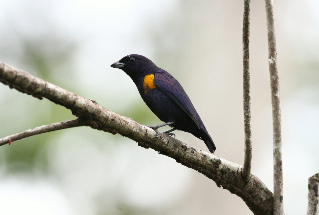 Golden-sided Euphonia (Euphonia cayennensis) photo