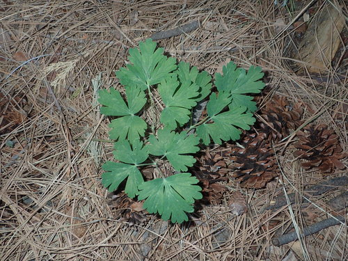 iNaturalist observation photo of western columbine