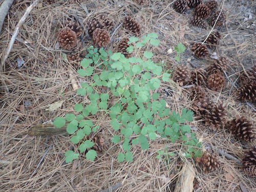 iNaturalist observation photo of Fendler's Meadow-rue