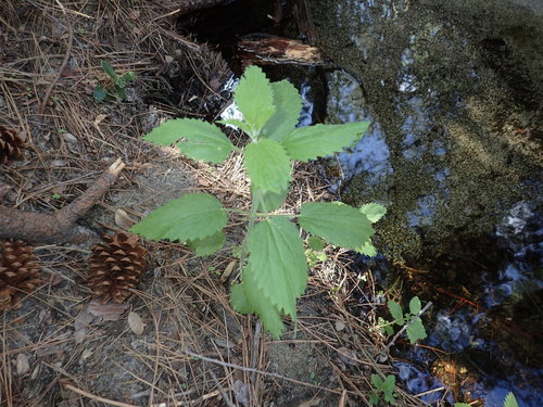 iNaturalist observation photo of slender stinging nettle