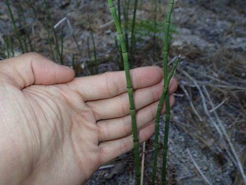 iNaturalist observation photo of horsetails