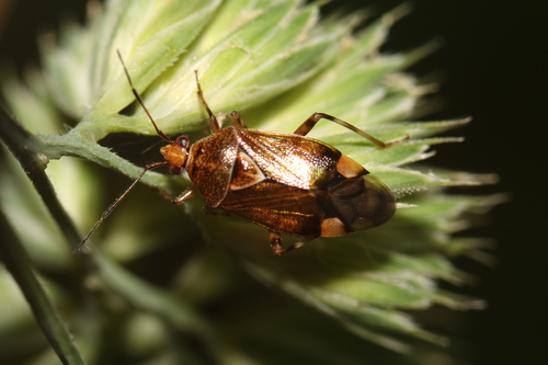 Deraeocoris flavilinea