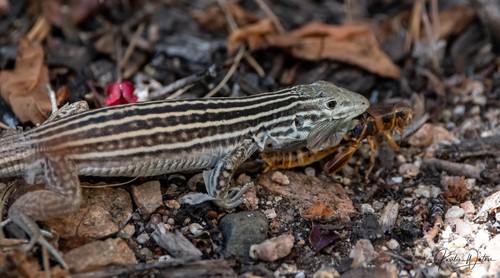 New Mexico Whiptail