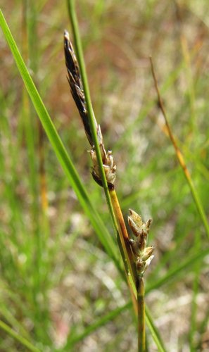Carex inops ssp. inops