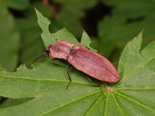 Agrypnus argillaceus · iNaturalist