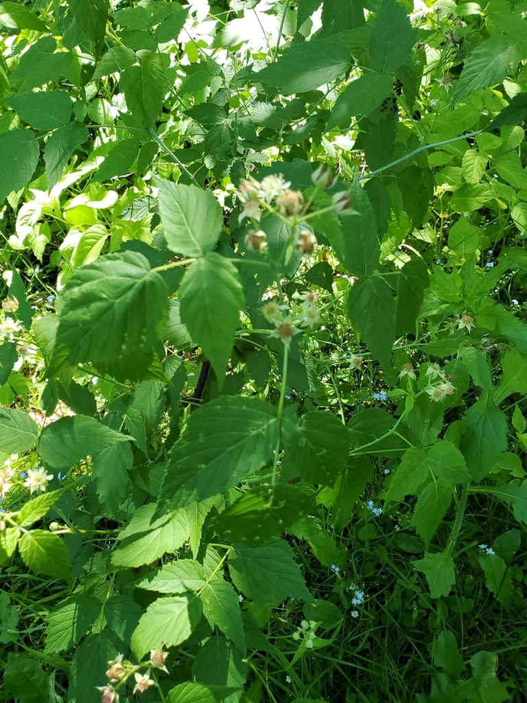 black raspberry from Mount Albert, ON L0G 1M0, Canada on June 14, 2020 ...