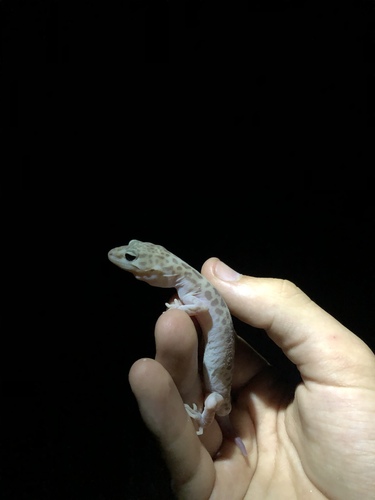 Reticulated Gecko