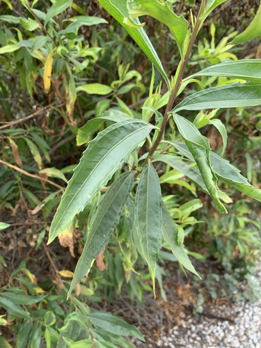 iNaturalist observation photo of mule fat
