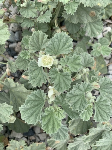 iNaturalist observation photo of alkali mallow