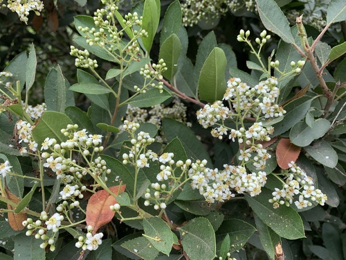 iNaturalist observation photo of Toyon