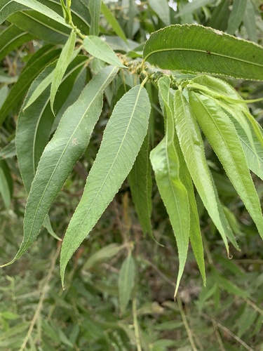 iNaturalist observation photo of Goodding's willow