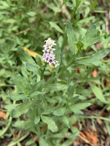 iNaturalist observation photo of alkali heliotrope