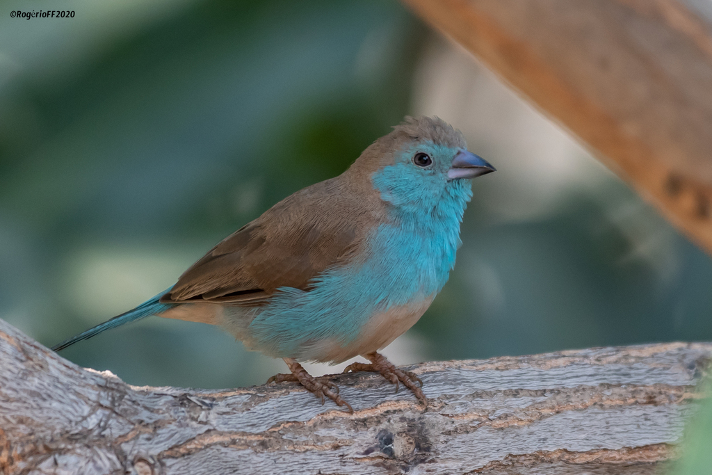 Southern Cordonbleu in June 2020 by Rogério Ferreira · iNaturalist