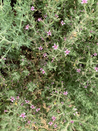 iNaturalist observation photo of Alkali Heath
