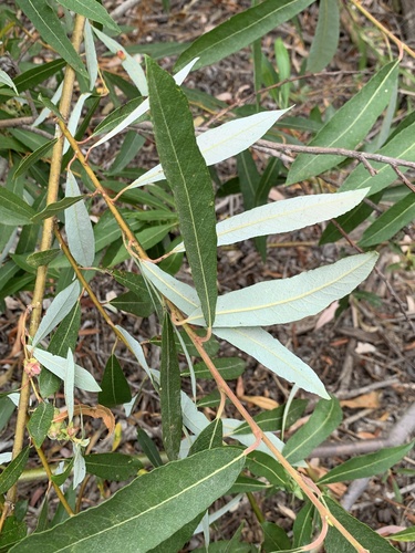 iNaturalist observation photo of Arroyo Willow