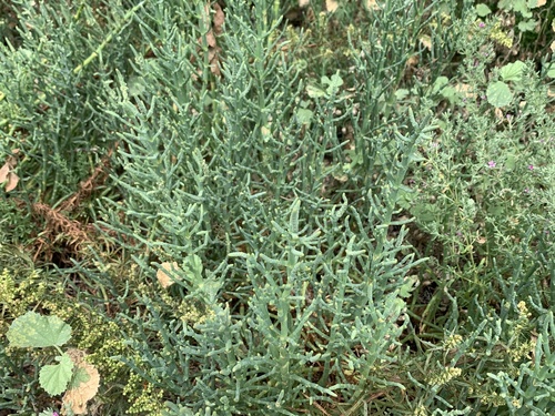 iNaturalist observation photo of pickleweeds