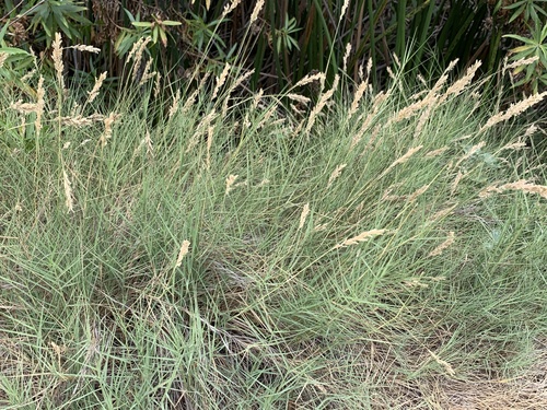 iNaturalist observation photo of Saltgrass