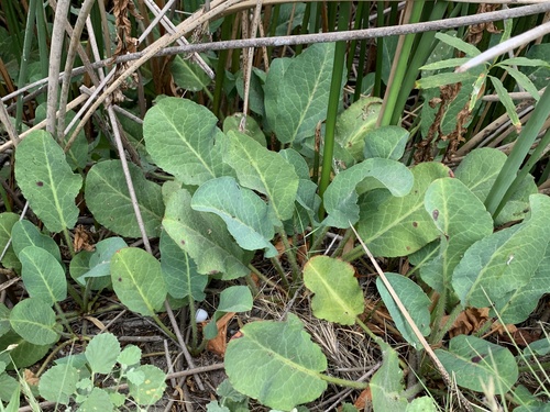 iNaturalist observation photo of Yerba Mansa