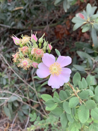 iNaturalist observation photo of California Wild Rose