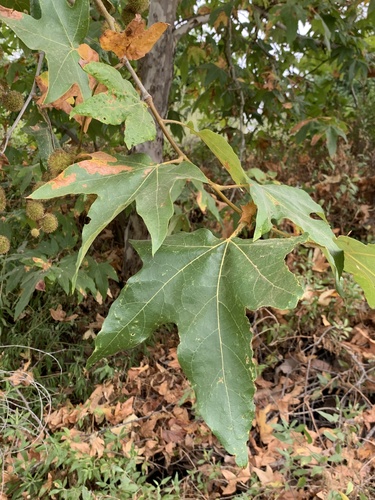 iNaturalist observation photo of western sycamore