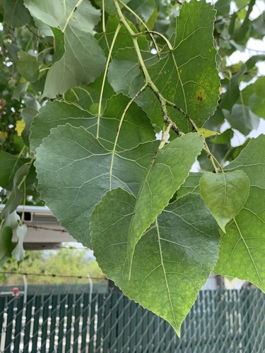iNaturalist observation photo of Frémont Cottonwood