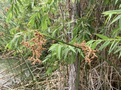 iNaturalist observation photo of California bulrush