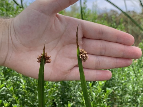iNaturalist observation photo of American three-square bulrush