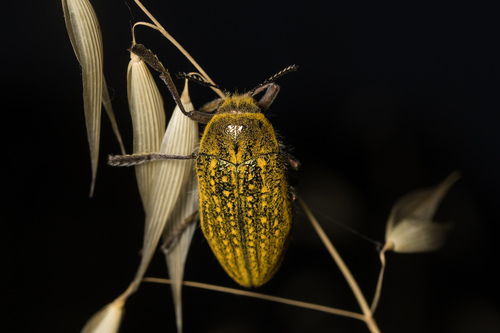 ギリシャ産　フトタマムシ　Julodis ehrenbergii Julodis ehrenbergii · iNaturalist
