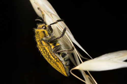 Julodis ehrenbergii · iNaturalist