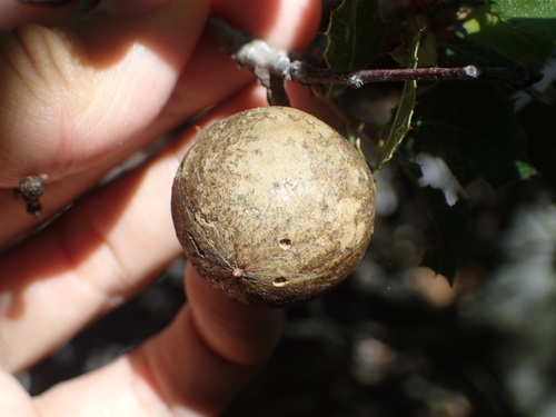 iNaturalist observation photo of Oak Gall Wasps