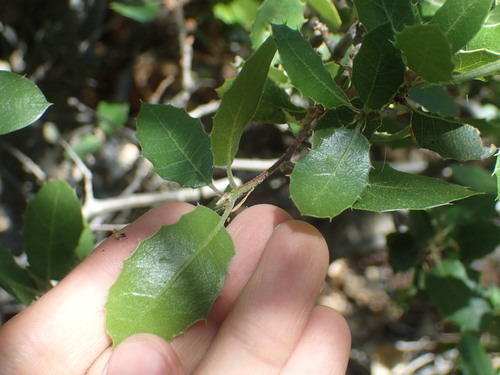 iNaturalist observation photo of interior live oak