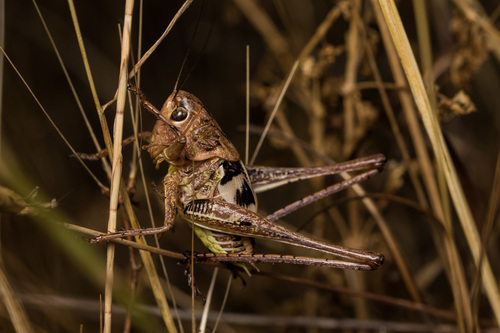 White-faced Bush-cricket