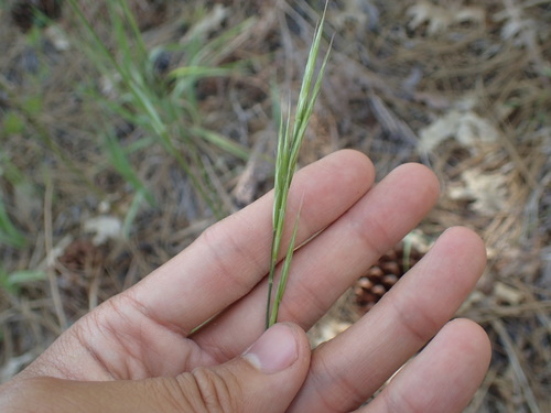 iNaturalist observation photo of grasses