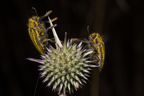 Julodis ehrenbergii · iNaturalist