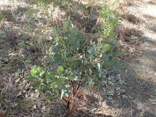 iNaturalist observation photo of bearberries and manzanitas
