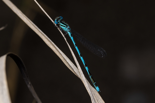 Goblet-marked Damselfly