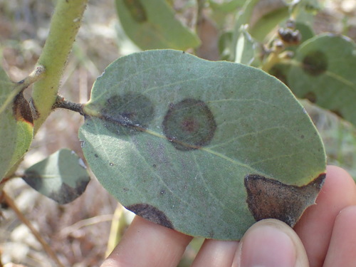 iNaturalist observation photo of life