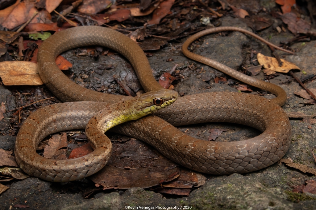 Salmon-bellied Racer