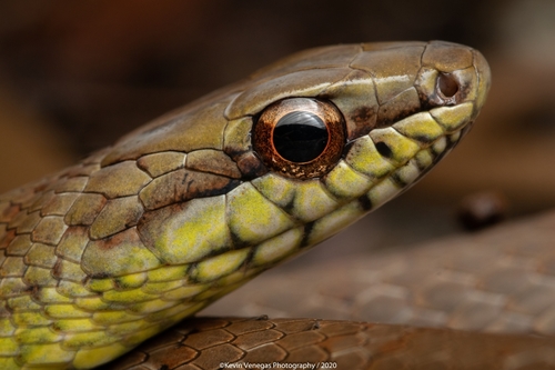 Salmon-bellied Racer