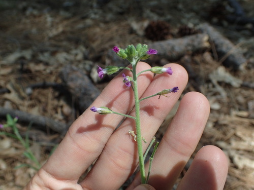 iNaturalist observation photo of Rockcresses