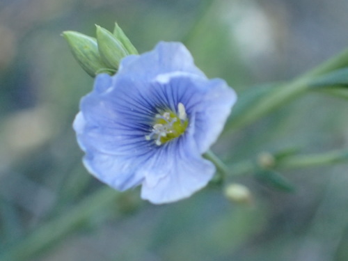 iNaturalist observation photo of Lewis flax