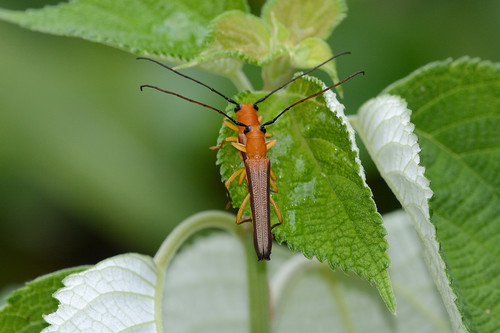 Oberea fuscipennis (Chevrolat, 1852)
