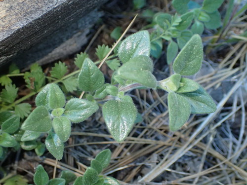 iNaturalist observation photo of Yellow monardella
