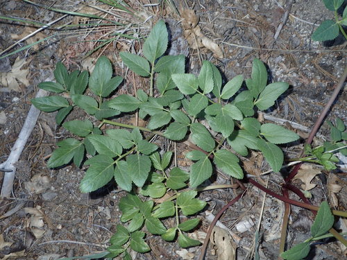 iNaturalist observation photo of woolly angelica