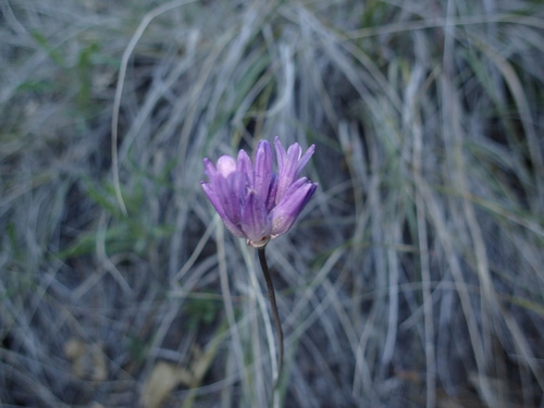 iNaturalist observation photo of blue dicks